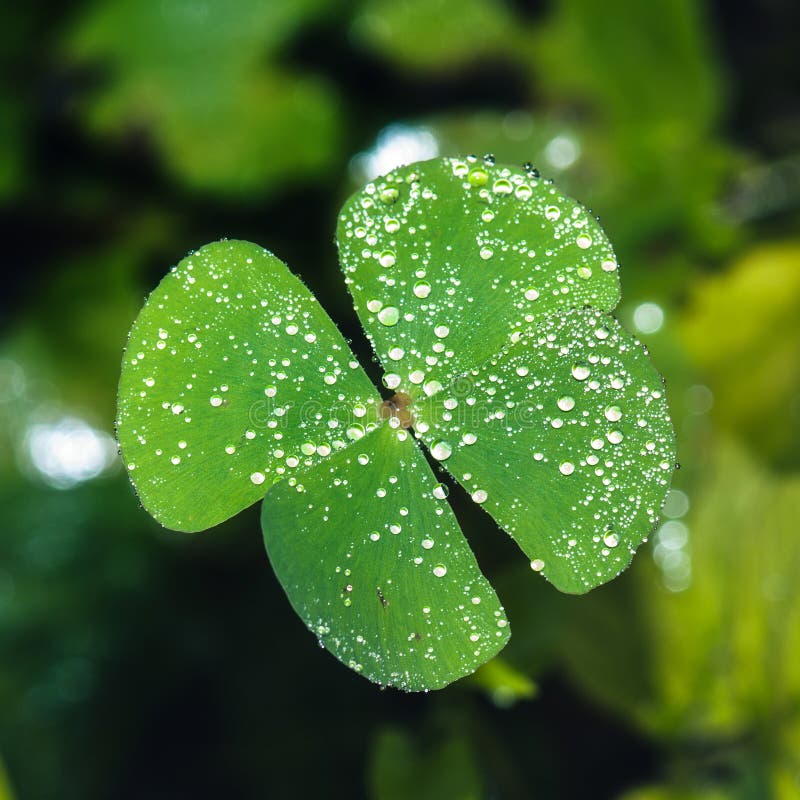 stock illustration four leaf clover water drop macro photo image