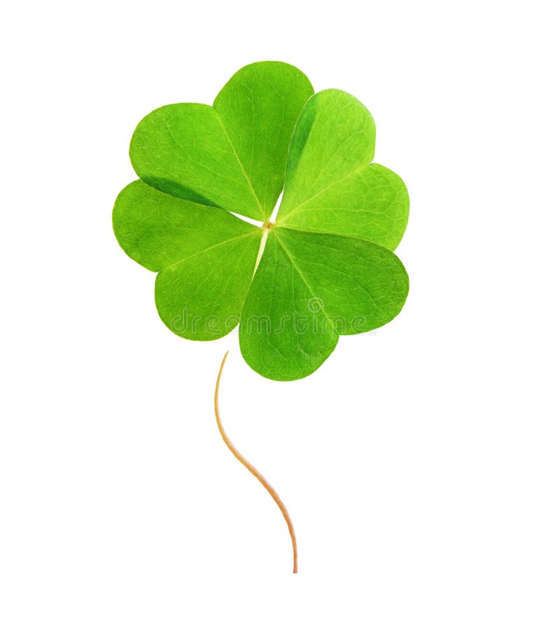 Four leaf clover clip art stock image. Image of flat - 208309045