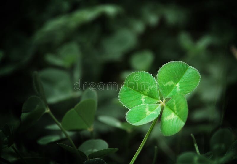 Four Leaf Clover shallow DOF. Four Leaf Clover shallow DOF