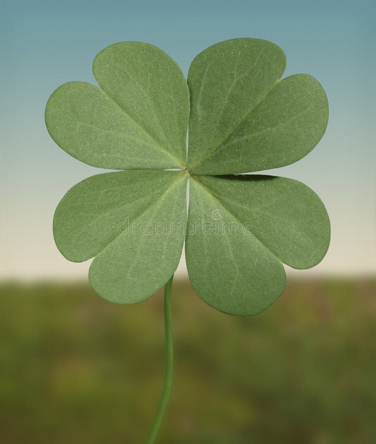 A luck four leaf clover. A luck four leaf clover