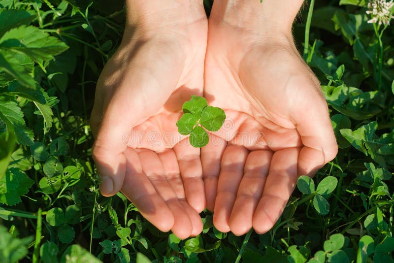 Female hand holding a four leaf clover on the ground. Female hand holding a four leaf clover on the ground