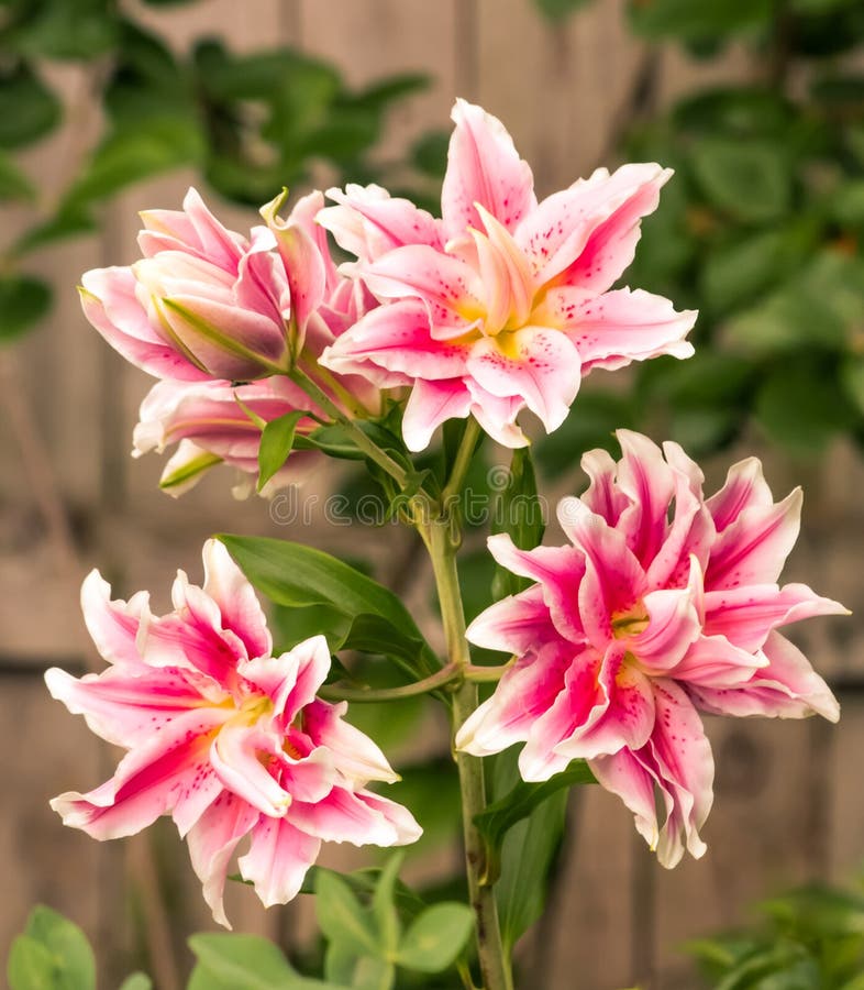 Four Lovely Lily Flowers in Garden