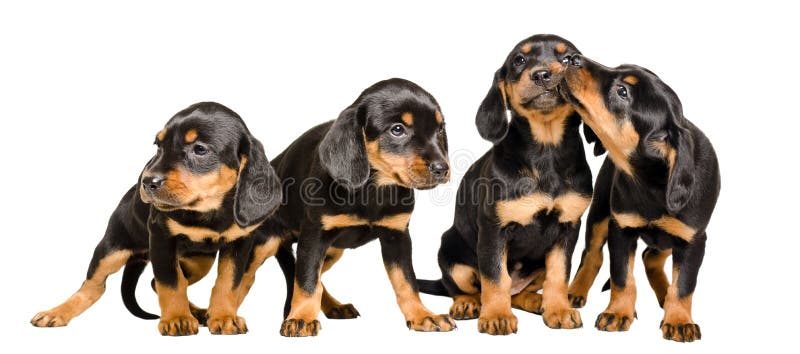 Four lovely puppies