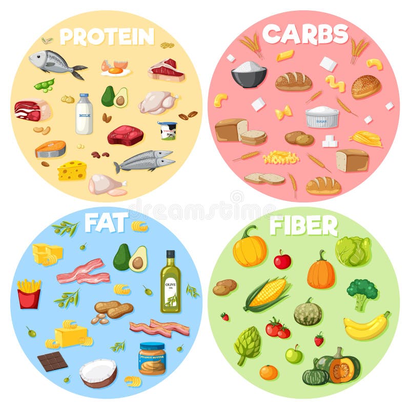 The Four Main Food Groups Stock Vector Illustration Of Fruits 268595552 understanding-food-groups