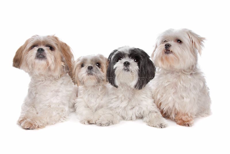 23+ Maltese Shih Tzu Brown And White