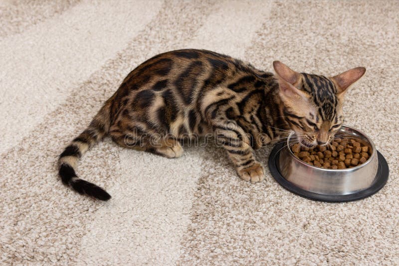 Four Month Old Bengal Kitten Eats Dry Food from a Bowl Stock Image