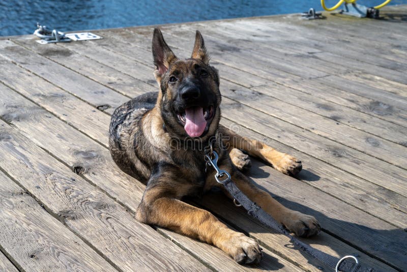 A four month old German Shepherd puppy lay down on a wooden deck