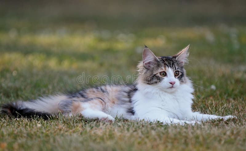 A four months old norwegian forest cat kitten resting in a garden stock photos A four months old norwegian forest cat kitten resting in a garden stock photos