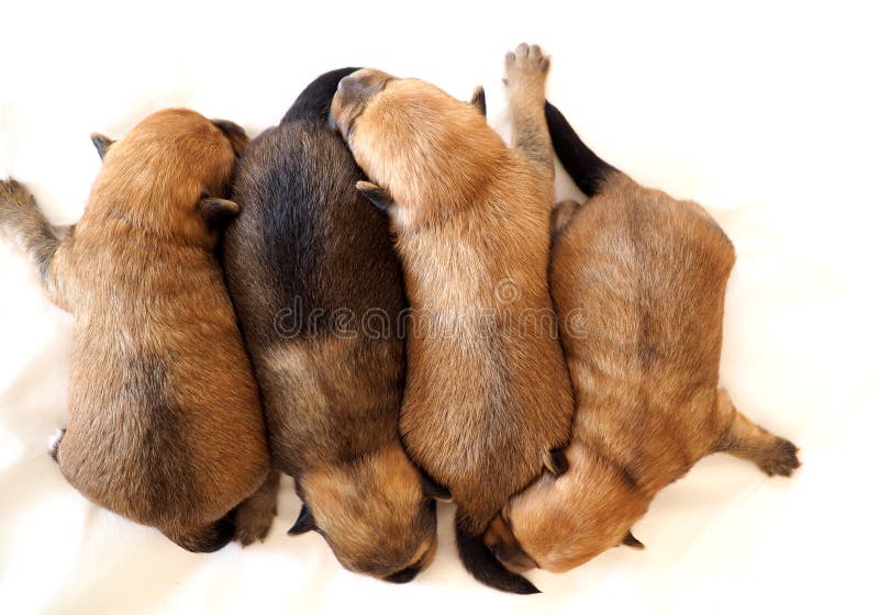 Four Newly Born Baby Puppies Stock Image Image of breed, cute 77263073