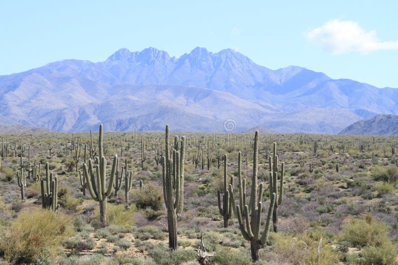 Arizona: Four Peaks and Cacti Landscape