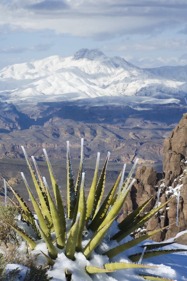 Four Peaks and Snowy Agave royalty free stock image