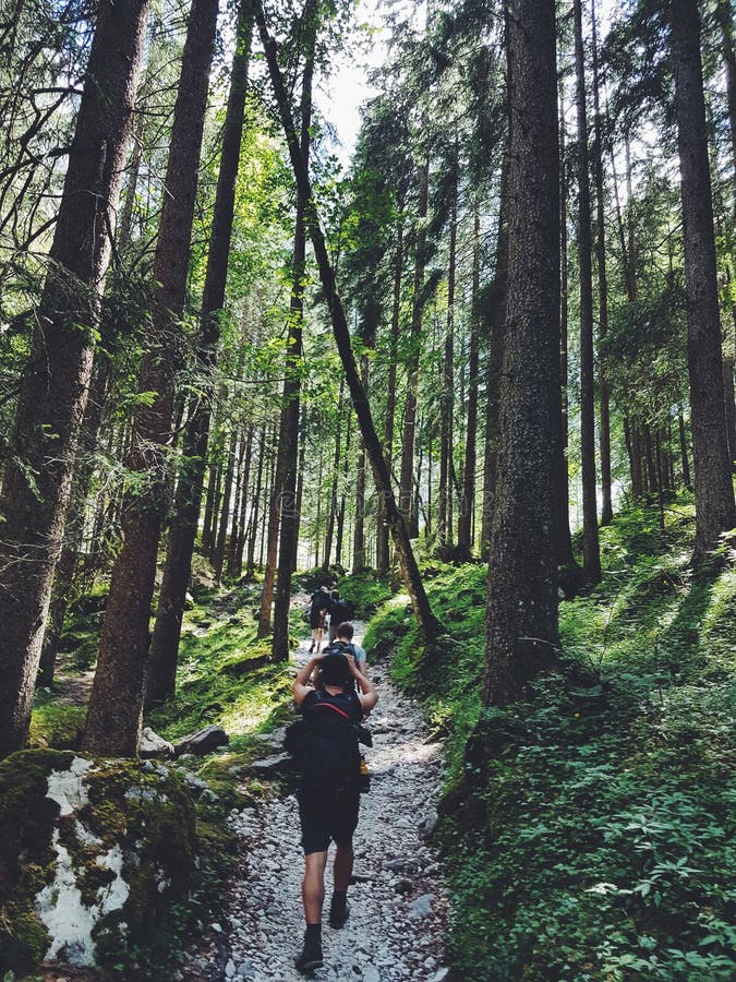 Four People Walking on Gray Path Surrounded by Tall Trees royalty free stock photo