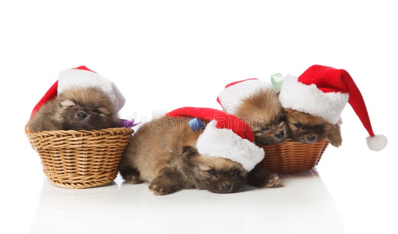Four Pomeranian Spitz puppies in Santa hats royalty free stock photography Four Pomeranian Spitz puppies in Santa hats royalty free stock photography