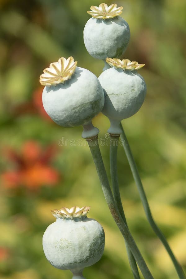 Four poppy Seed heads stock image. Image of papaver 124200385
