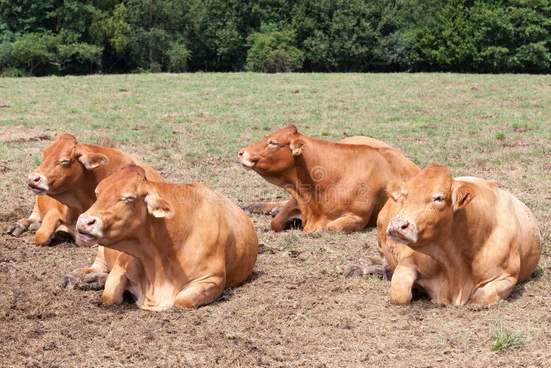 Four pregnant Limousin beef cows lying chewing the cud