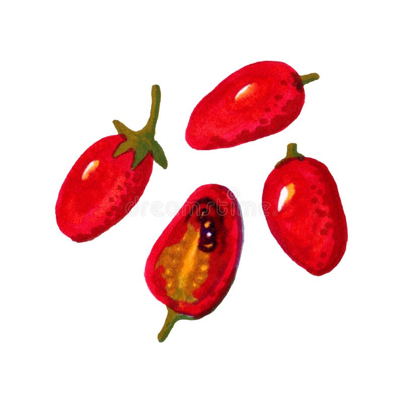 Four Red Cherry Tomatoes. Isolated Marker Drawing Stock Photo Image