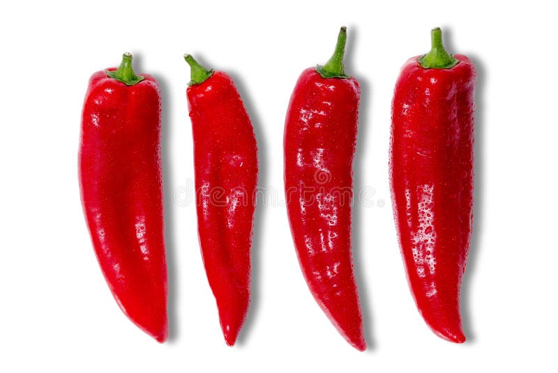 Four whole fresh red hot chilli peppers for a spicy cooking ingredient covered in tiny water droplets arranged in a line on a white background. Four whole fresh red hot chilli peppers for a spicy cooking ingredient covered in tiny water droplets arranged in a line on a white background