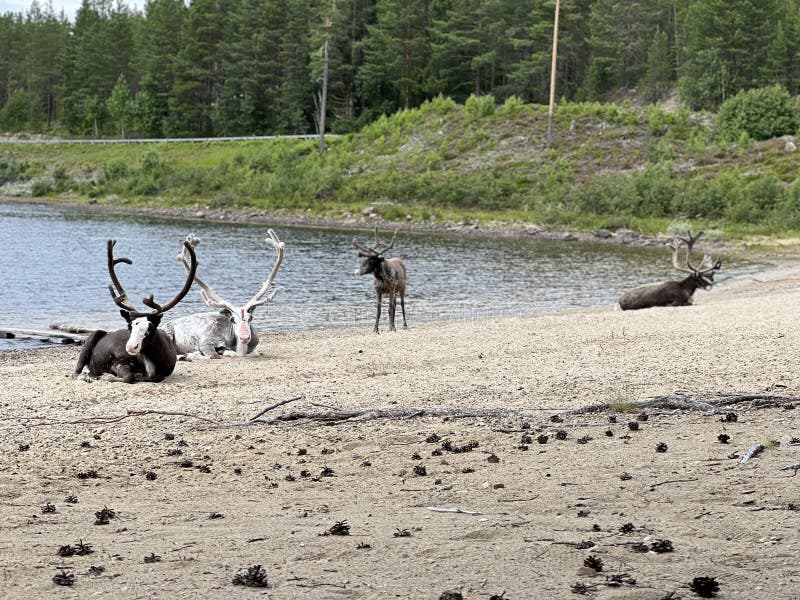 Four reindeer on a sandy shore stock photography