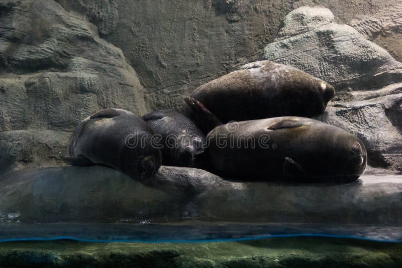 Four Seals Sleeping Together on Pristine Beach, Galapagos Islands Stock