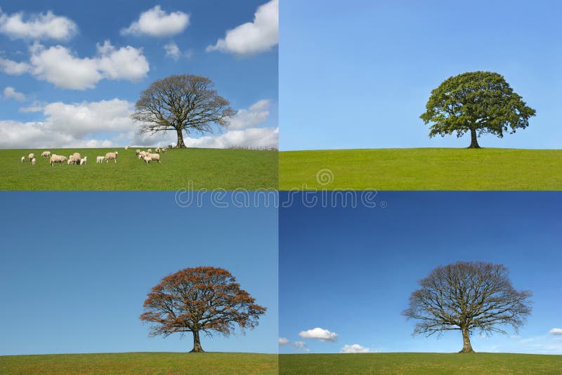 Albero di quercia in quattro sezioni delle quattro stagioni, primavera, estate, autunno e inverno, raffigurante un lasso di tempo di ciclo annuale.
