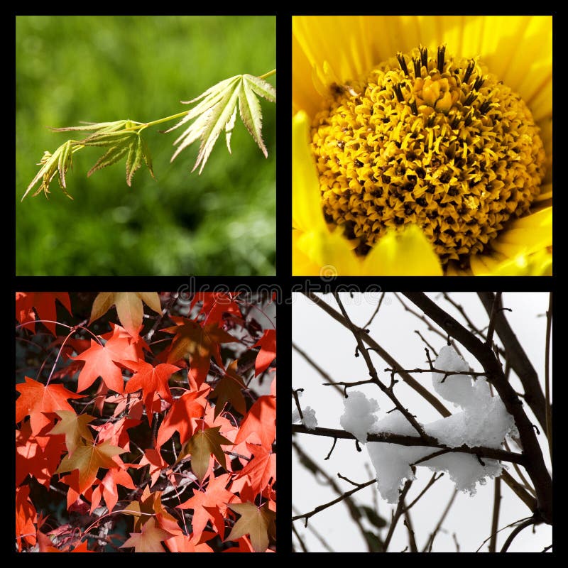 De cuatro fotografías representante cada estación primavera, verano, otono a, naturaleza período.