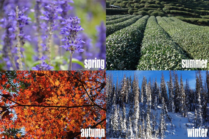 Four seasons of year stock images Four seasons of year stock images