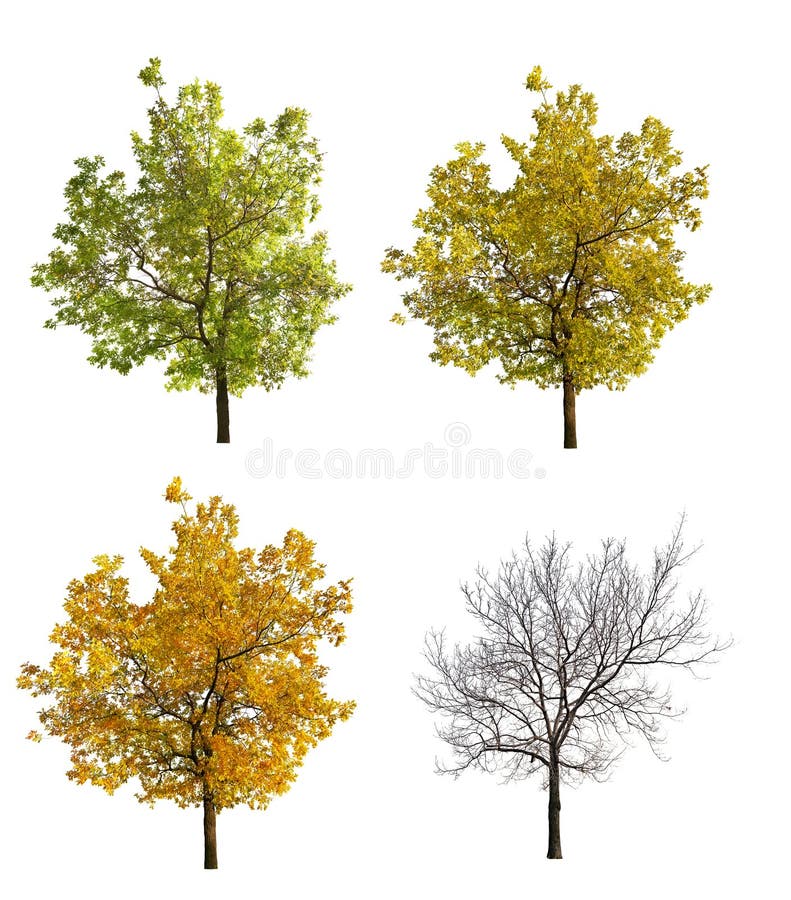 Four seasonsl oak isolated on white
