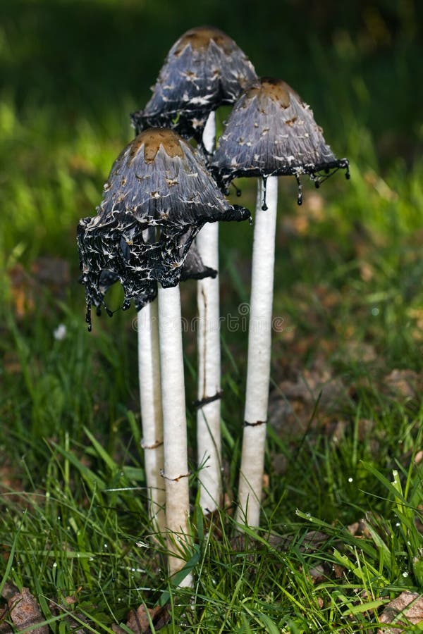 Four Shaggy Ink Caps Stock Photos Free & RoyaltyFree Stock Photos from Dreamstime