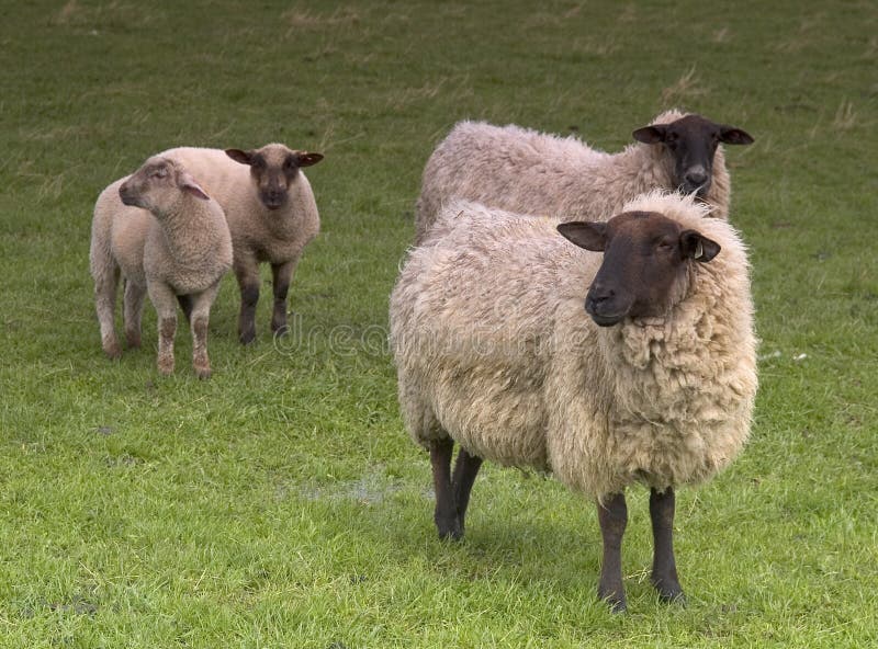 Four Sheep