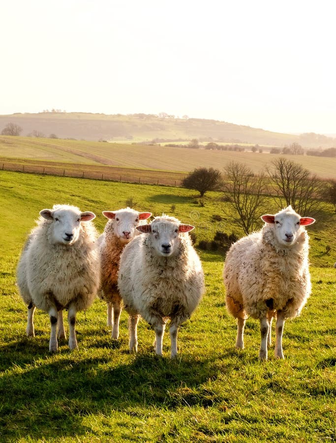 Four sheep in a row in a field looking at the camera