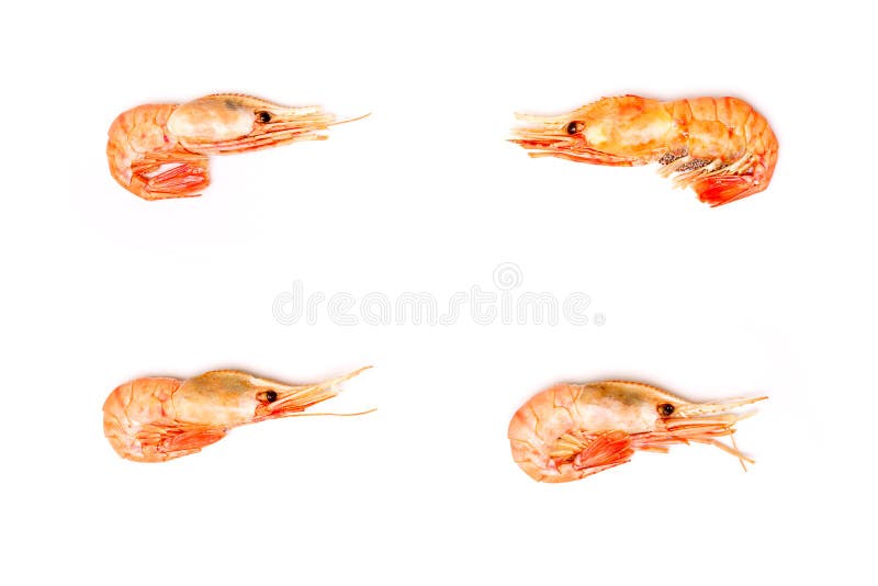 Four Shrimps on white background flat lay stock photos