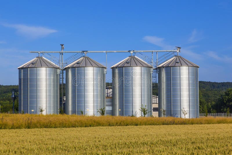 Four silver silos in corn field