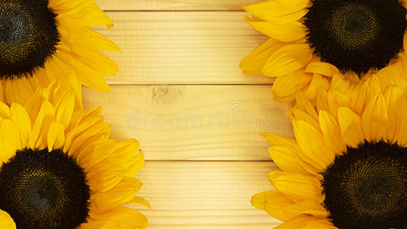 Four yellow sunflower flowers on wooden background