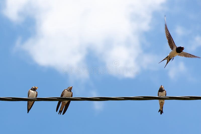 Four swallows