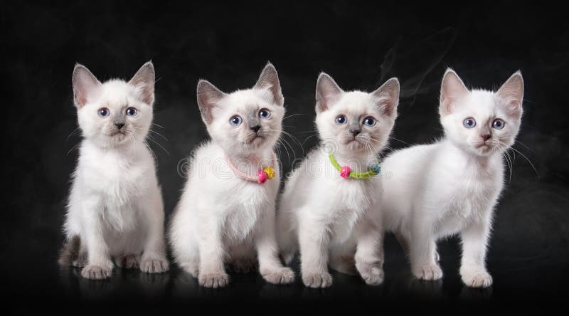 Four thai kittens in fog on black background