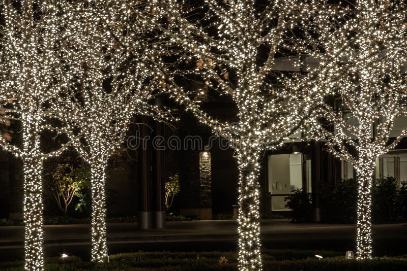 367 Twinkle Lights Trees Photos Free & Royalty-Free Stock Photos Dreamstime