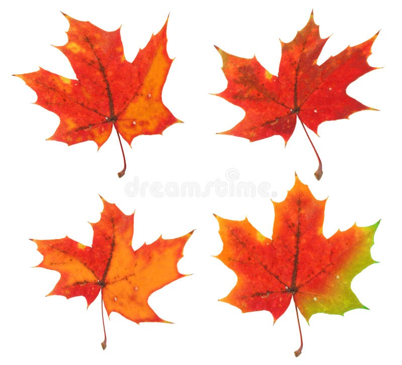 Four variants of the same maple leaf