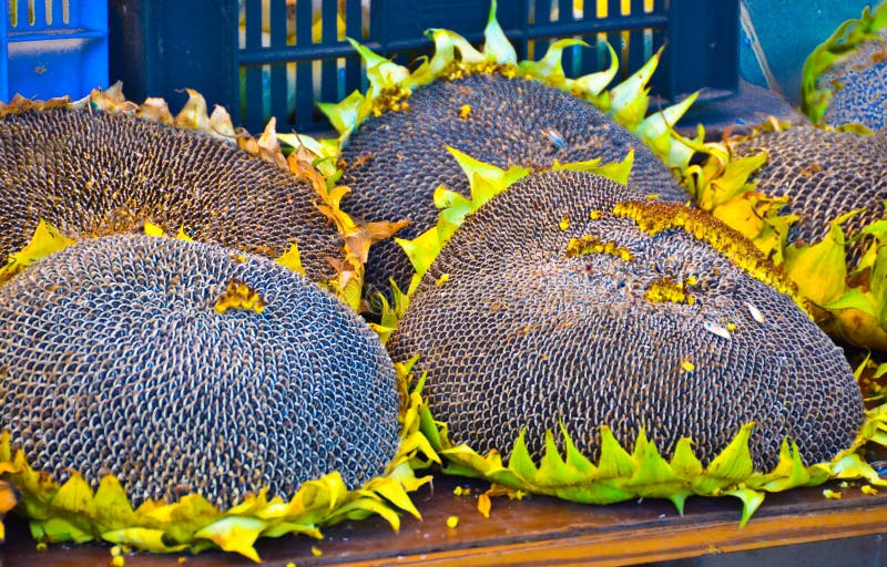 Four very big and dry sunflower on a market table. The blossoms are full of cores