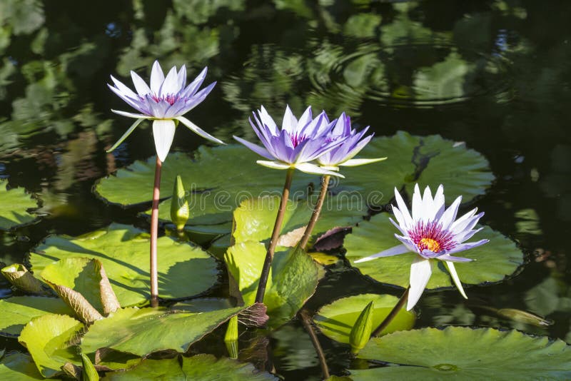 Four Water Lillies