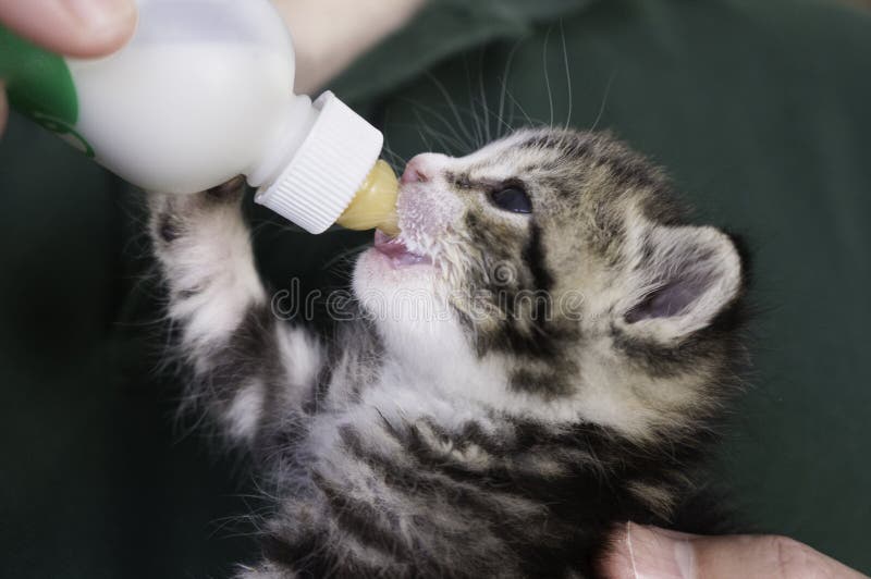 Four weeks old Kitten drinking out of the bottle