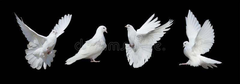 Four white doves