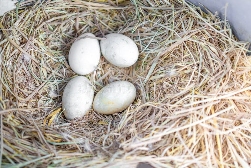 Four White Egg in the Nest in Real Place Stock Photo Image of closeup