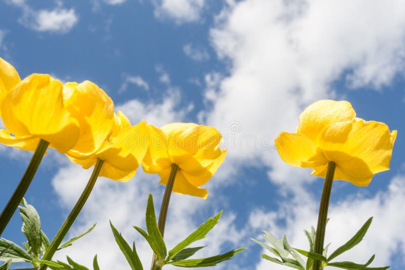 Four Yellow Globeflowers Aspiring To Sky. Lower Shooting Point. Stock