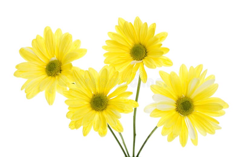 Four Yellow Shasta Daisy Flowers Isolated on White stock image Four Yellow Shasta Daisy Flowers Isolated on White stock image