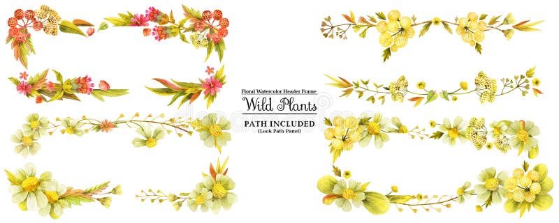 Yellow wild plants for header. Four watercolor banners on a white backdrop, isolated, path included. Yellow wild plants for header. Four watercolor banners on a white backdrop, isolated, path included