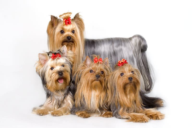 Four Yorkshireterriers on whit