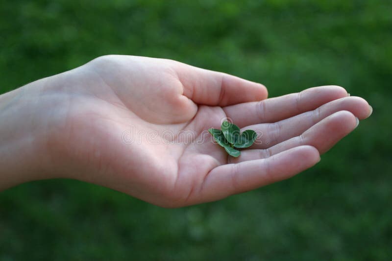 Fourleafed clover in female hand