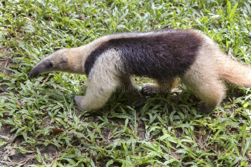 Fourmilier De Bebe Photo Stock Image Du Tropical Museau