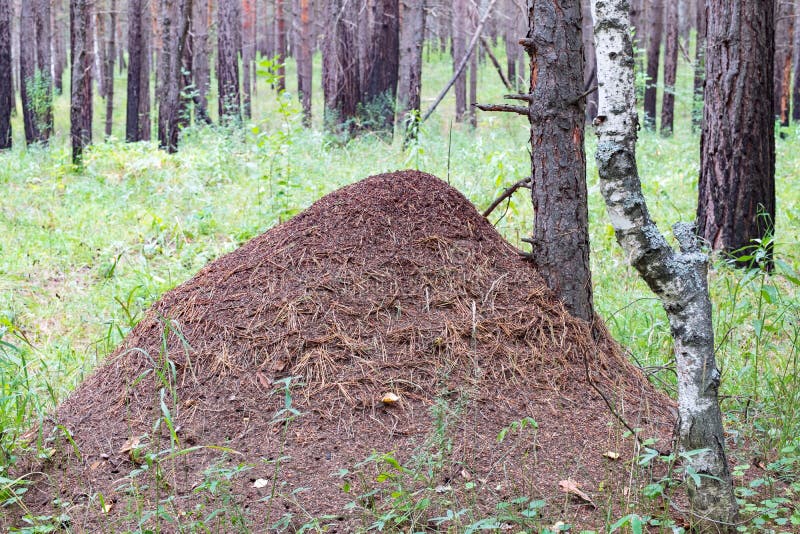 Fourmilière à un petit bouleau dans la forêt pendant l'été, une grande colonie photos libres de droits Fourmilière à un petit bouleau dans la forêt pendant l'été, une grande colonie photos libres de droits