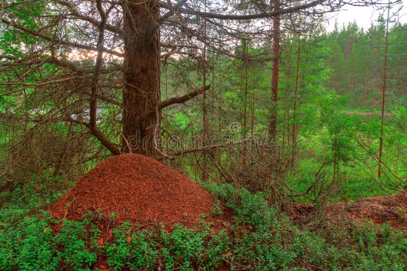 Fourmilère dans la forêt images stock Fourmilère dans la forêt images stock